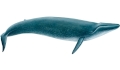 whale